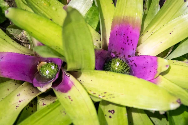 View Tropical Bromeliads Orchids Rainforest Green House Countryside Rio Janeiro — Stockfoto