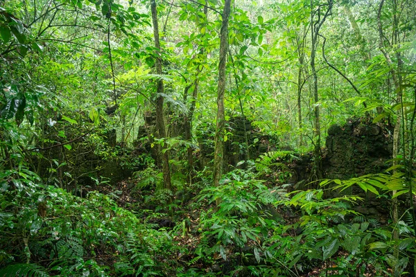 Beautiful View Old Rocky Ruins Lush Green Rainforest Vegetation Tijuca — Stok fotoğraf