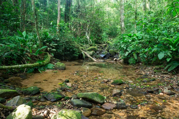 Beautiful View Small Green Rainforest Stream Tijuca National Park Rio — Foto de Stock