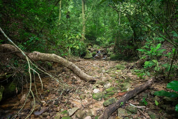 Beautiful View Tree Roots Green Rainforest Stream Tijuca National Park — Photo
