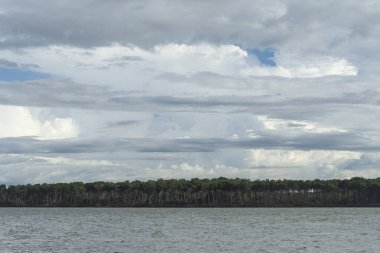 Beautiful view to green mangrove vegetation and big clouds in the Parnaiba River Delta, Maranho State, Brazil.