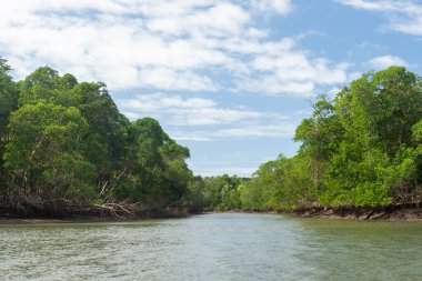 Beautiful view to green mangrove vegetation in the Parnaiba River Delta, Maranho State, Brazil.
