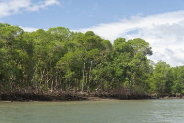 Beautiful view to green mangrove vegetation in the Parnaiba River Delta, Maranho State, Brazil.
