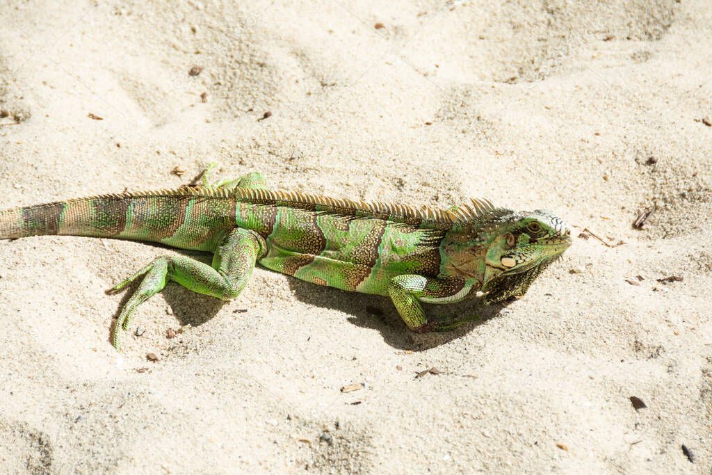 Beautiful view to green iguana lizard over the beach sand in Barra Grande, Piau, Brazil.