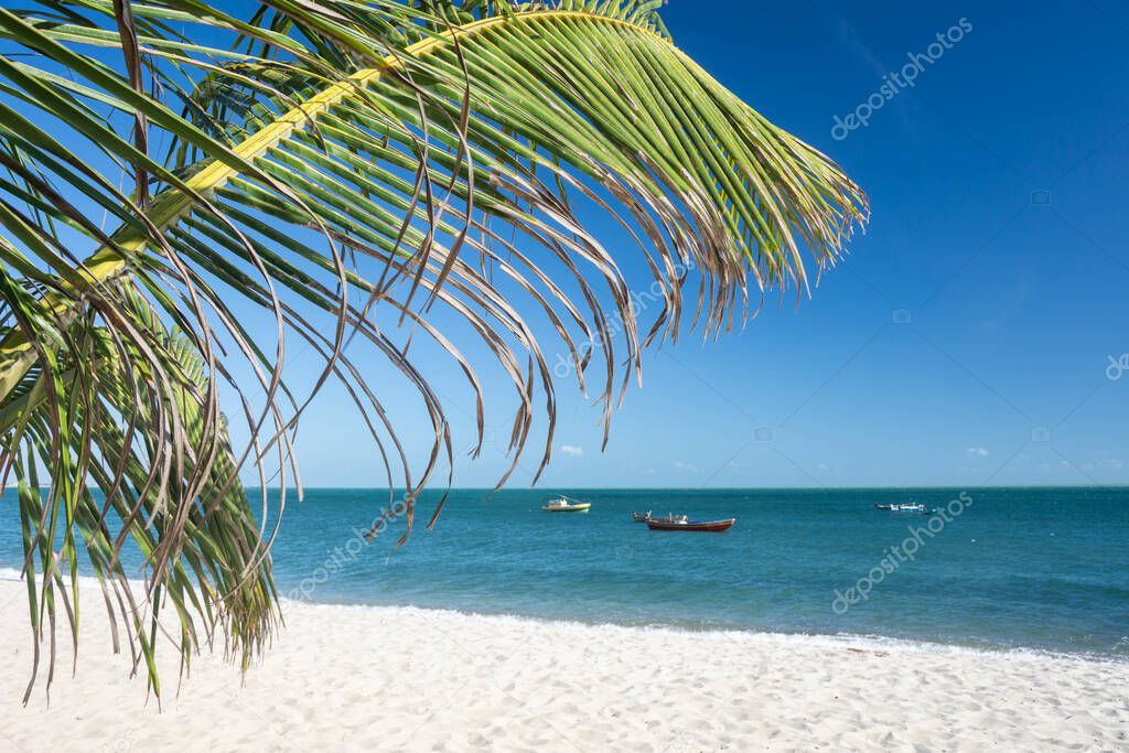 Beautiful view to green coconut palm trees on blue beach in Barra Grande, Piau, Brazil.