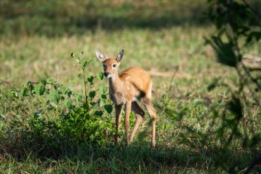 Brezilya Pantanal 'daki Pampas Geyiği Mato Grosso do Sul' a güzel bir manzara