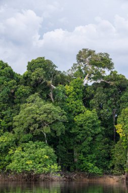 Negro Nehri 'ne güzel manzara ve Amazon Ormanı bitki örtüsü, Amazonlar Eyaleti, Brezilya