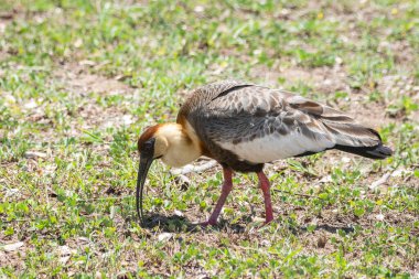 Brezilya 'da, Brezilya Pantanalı, Mato Grosso do Sul' daki tropikal Ibis kuşuna güzel bir manzara