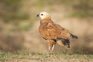 Brezilya Pantanal, Mato Grosso do Sul 'da tropikal şahinlere güzel bir manzara