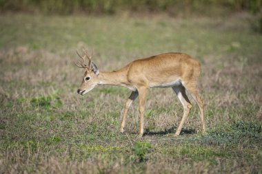 Brezilya Pantanal 'daki Pampas Geyiği Mato Grosso do Sul' a güzel bir manzara