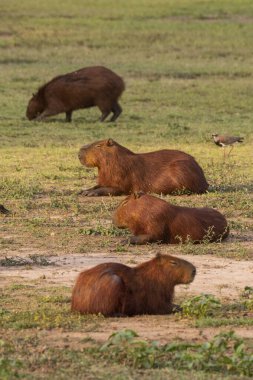 Brezilya Pantanal, Mato Grosso do Sul 'daki Capybaras grubuna güzel bir manzara