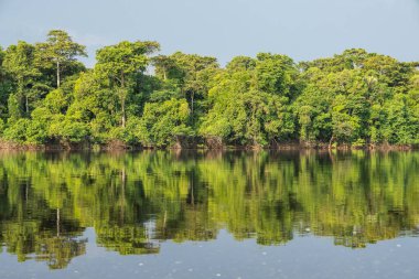 Negro Nehri 'ne güzel manzara ve Amazon Ormanı bitki örtüsü, Amazonlar Eyaleti, Brezilya