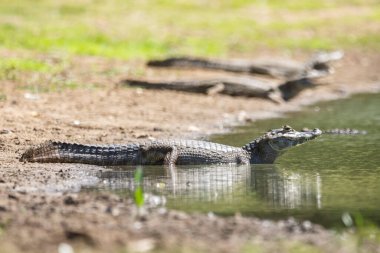 Brezilya Pantanal, Mato Grosso do Sul gölündeki kayalara güzel bir manzara