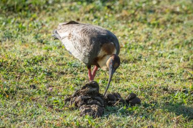 Brezilya 'da, Brezilya Pantanalı, Mato Grosso do Sul' daki tropikal Ibis kuşuna güzel bir manzara