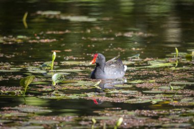 Brezilya 'nın Rio de Janeiro eyaletinde, REGUA' daki yeşil yağmur ormanı gölü üzerindeki tropikal kara kuşa güzel bir manzara