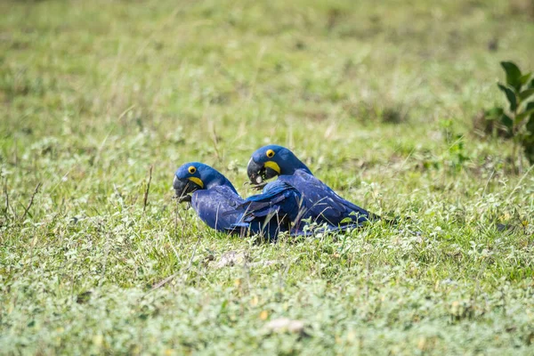 Όμορφη Θέα Στο Ζευγάρι Των Μπλε Υάκινθος Μακάο Στο Βραζιλίας — Φωτογραφία Αρχείου