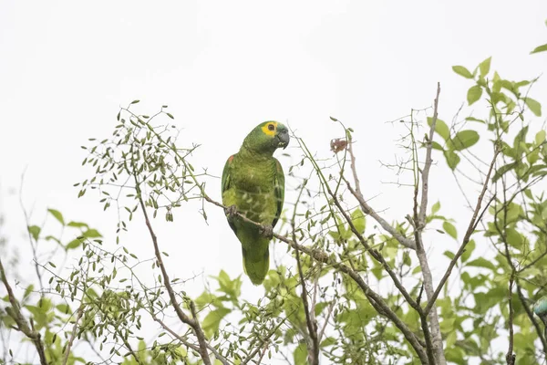 Όμορφη Θέα Στο Blue Fronted Παπαγάλος Στο Βραζιλίας Pantanal Mato — Φωτογραφία Αρχείου