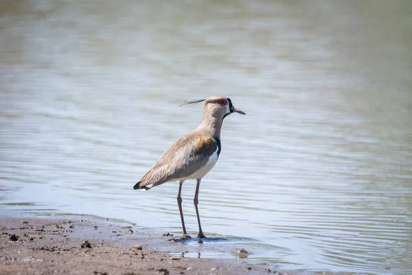 Belle Vue Sur Les Oiseaux Tropicaux Près Lac Dans Pantanal — Photo