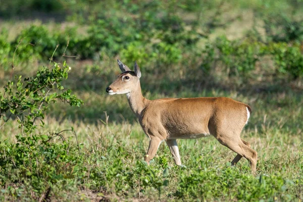 Piękny Widok Pampas Deer Brazylijskiej Pantanal Mato Grosso Sul Brazylia — Zdjęcie stockowe