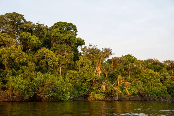Hermosa Vista Selva Verde Junto Río Amazonía Brasileña Estado Amazonas — Foto de Stock