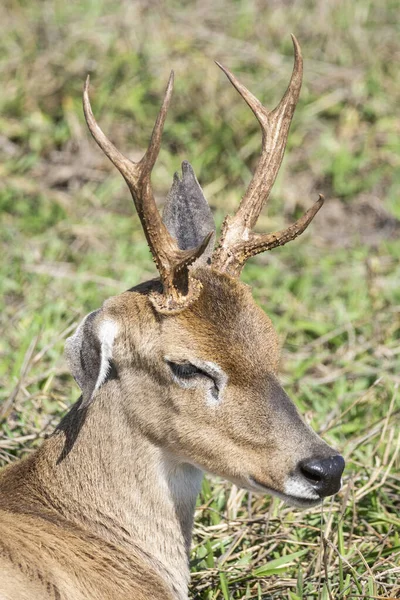 Piękny Widok Pampas Deer Brazylijskiej Pantanal Mato Grosso Sul Brazylia — Zdjęcie stockowe