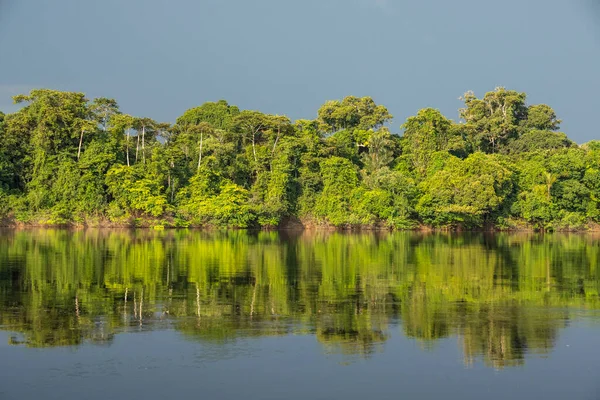 Hermosa Vista Río Negro Vegetación Verde Del Bosque Amazónico Estado — Foto de Stock