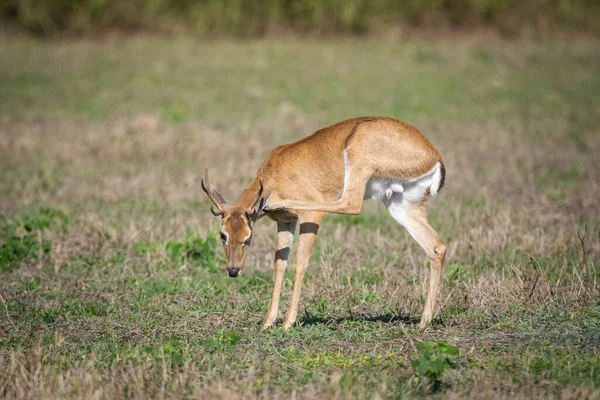 Piękny Widok Pampas Deer Brazylijskiej Pantanal Mato Grosso Sul Brazylia — Zdjęcie stockowe