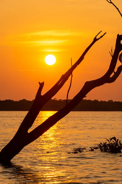 Schöner Blick Auf Die Orangefarbene Sonne Die Hinter Einem Baum — Stockfoto
