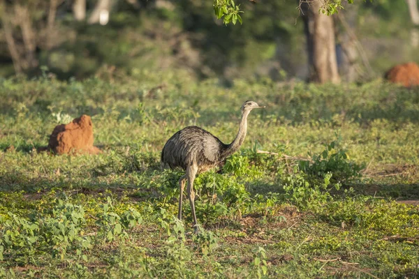 Belle Vue Sur Gros Oiseau Rhée Dans Pantanal Brésilien Mato — Photo