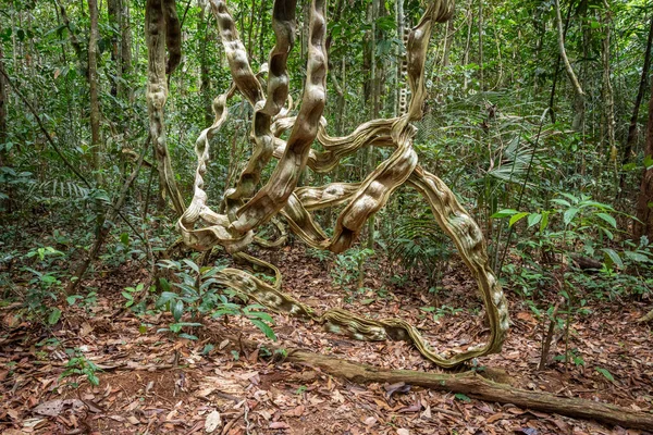 Yeşil Amazon Bitkilerinde Maymun Merdiveni Sarmaşığı Için Güzel Bir Manzara — Stok fotoğraf