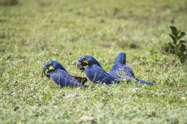 Όμορφη Θέα Τρεις Μπλε Υάκινθος Μακάο Στο Βραζιλίας Pantanal Mato — Φωτογραφία Αρχείου