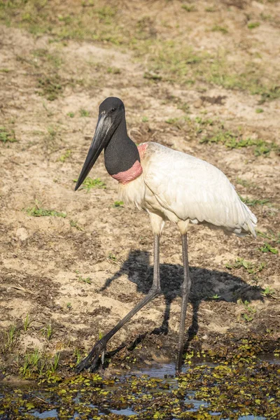 Piękny Widok Białego Bociana Jabiru Brazylijskim Pantanal Mato Grosso Sul — Zdjęcie stockowe