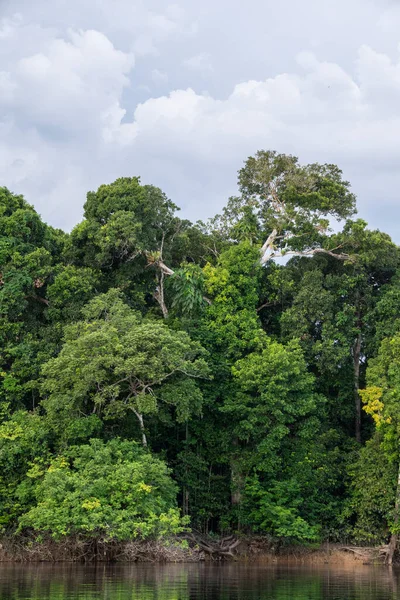 Bella Vista Sul Fiume Negro Vegetazione Verde Foresta Amazzonica Stato — Foto Stock