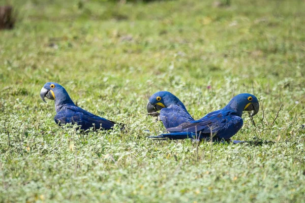 Beautiful View Three Blue Hyacinth Macaws Brazilian Pantanal Mato Grosso — Stock Photo, Image