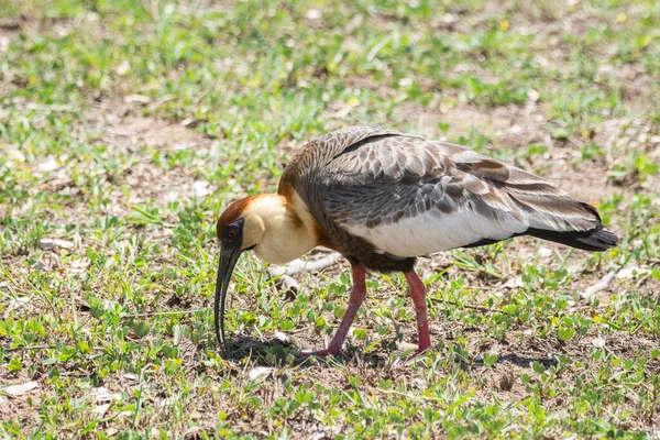 Piękny Widok Tropikalny Ibis Bird Brazylijskim Pantanal Mato Grosso Sul — Zdjęcie stockowe