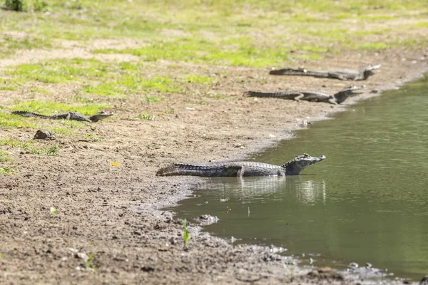 Vacker Utsikt Över Kajmaner Sjön Brasilianska Pantanal Mato Grosso Sul — Stockfoto