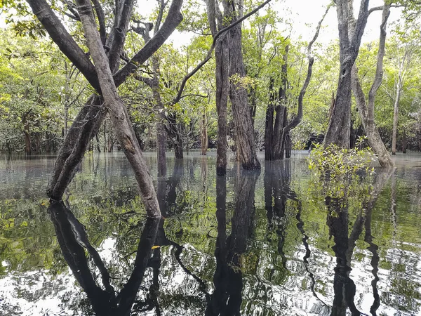 Bella Vista Igapo Vegetazione Riflessioni Amazon Fiume Negro Amazzoni Brasile — Foto Stock