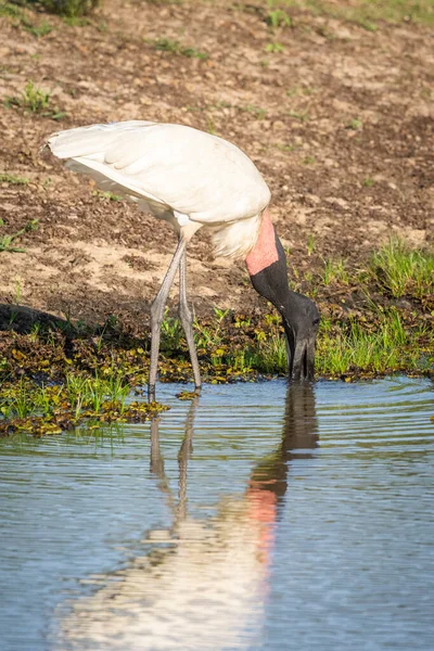 Hermosa Vista Pájaro Cigüeña Jabirú Blanco Con Reflejo Agua Pantanal — Foto de Stock