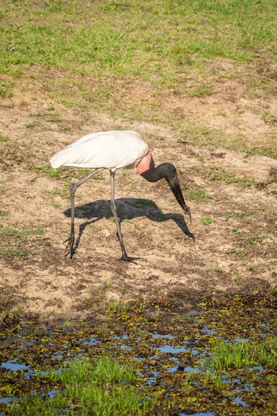 Belle Vue Sur Cigogne Blanche Jabiru Oiseau Dans Pantanal Brésilien — Photo