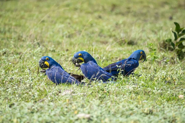 Beautiful View Three Blue Hyacinth Macaws Brazilian Pantanal Mato Grosso — Stock Photo, Image