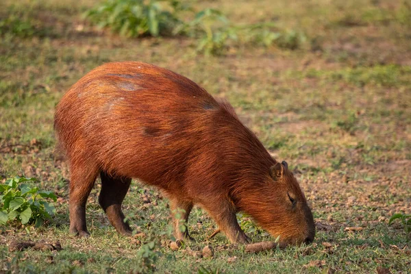 Piękny Widok Capybara Brazylijskiej Pantanal Mato Grosso Sul Brazylia — Zdjęcie stockowe