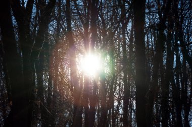 Güneş parktaki sonbahar ağaçlarının arasından bakıyor..