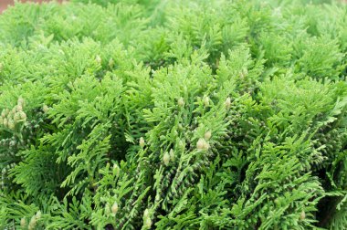 Bahçede. Thuja 'nın büyüyen bir çalısı. Thuja batısında..