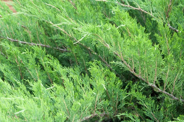 Garden Growing Shrub Juniper Juniperus Horizontalis — Stock Photo, Image