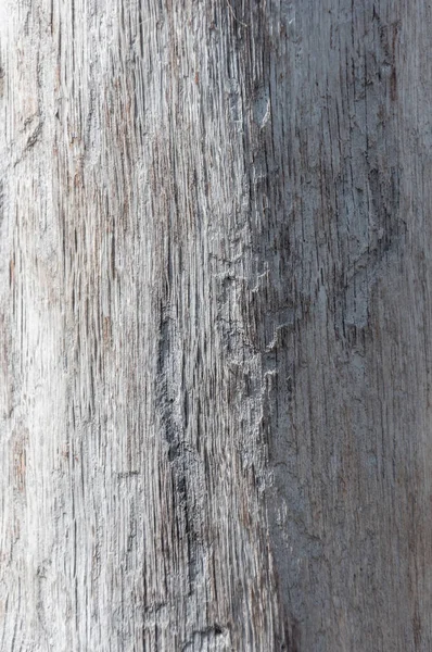 나무로 해변의 통나무 — 스톡 사진