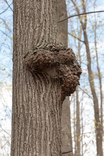 Svampinfektion Barken Ett Träd Polypore Shelf Fungus Polyporus Sulphureus — Stockfoto