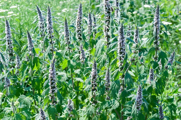 Leonurus Motherwort Plants Growing Garden — стоковое фото