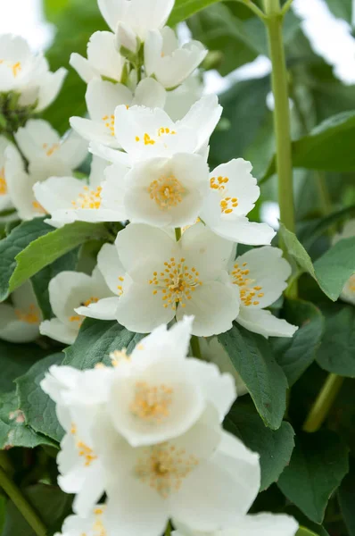 Garden Flowering Jasmine Bush — Photo
