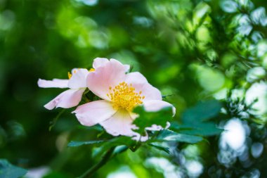 İlkbaharda bir çalılıkta gül ağacı çiçekleri