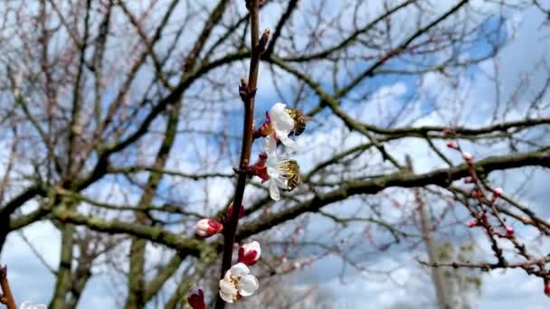 Twee bijen bestuiven de bloesems van abrikozenbomen — Stockvideo
